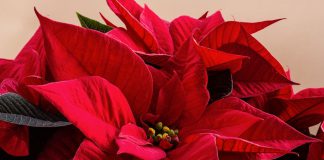 Poinsettia roja