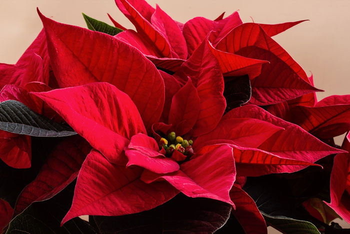 Poinsettia roja