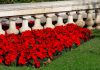 Poinsettias en el jardín