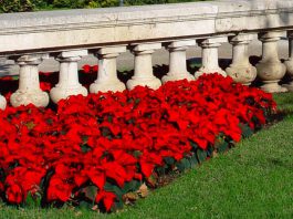 Poinsettias en el jardín