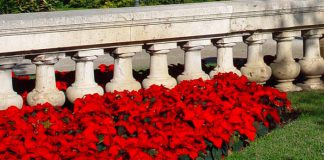 Poinsettias en el jardín
