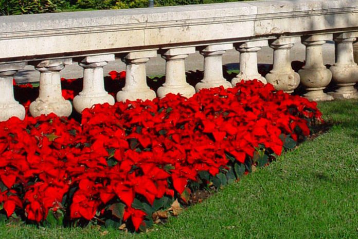 Poinsettias en el jardín