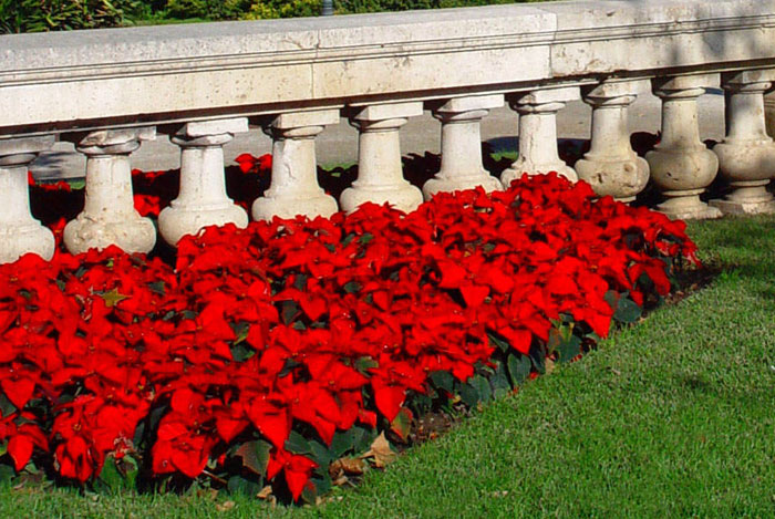 Poinsettias en el jardín