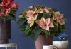 Poinsettias en otoño