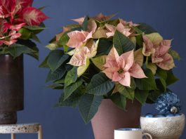 Poinsettias en otoño