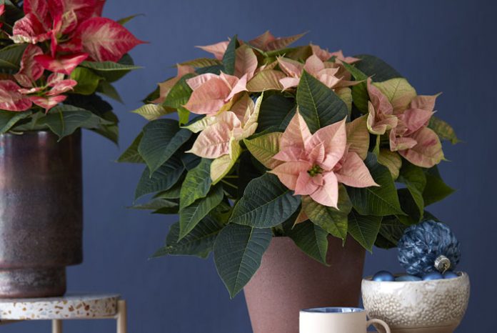 Poinsettias en otoño