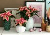 Poinsettias mini
