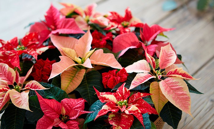 Consejos para el cuidado de poinsettia en miniaturas