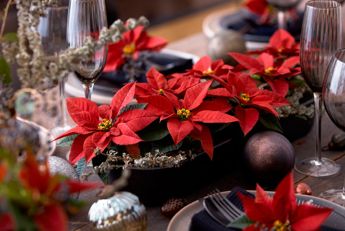 Poinsettias para decorar sobremesas