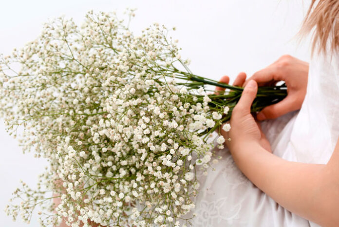 Pomo de Gypsophila paniculata