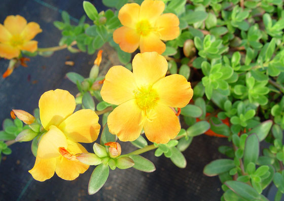 Plantas anuales para xerojardinería