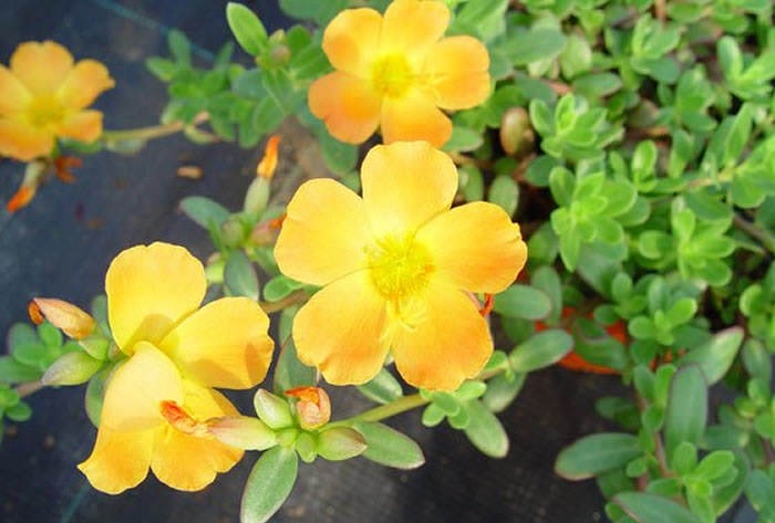 flores de portulaca grandiflora