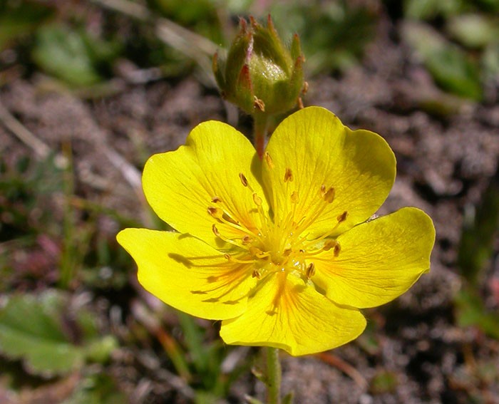 Potentilla grandiflora