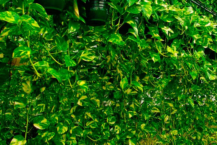 Pothos colgante sobre una pared vertical