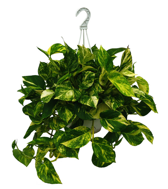 Scindapsus aureus, epipremnum aureus o Pothos de tarrina