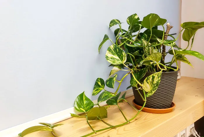 Pothos como planta de interior en maceta