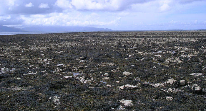 Pradera de Ascophyllum nodosum