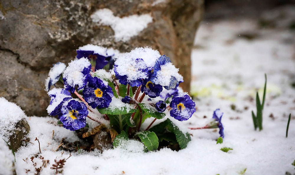 Primula en jardin en invierno