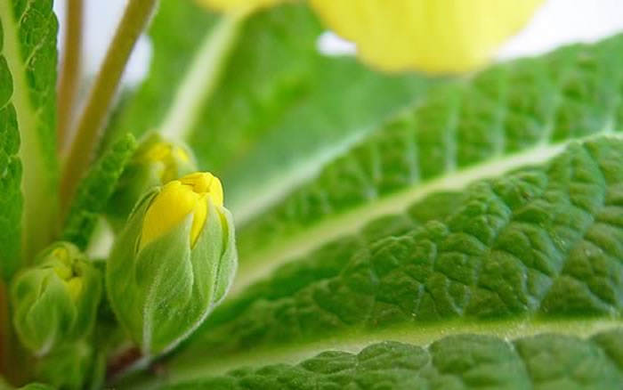 Primula
