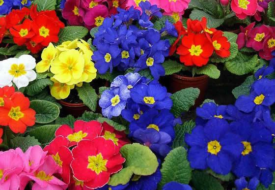 Flores de Primulas acaulis