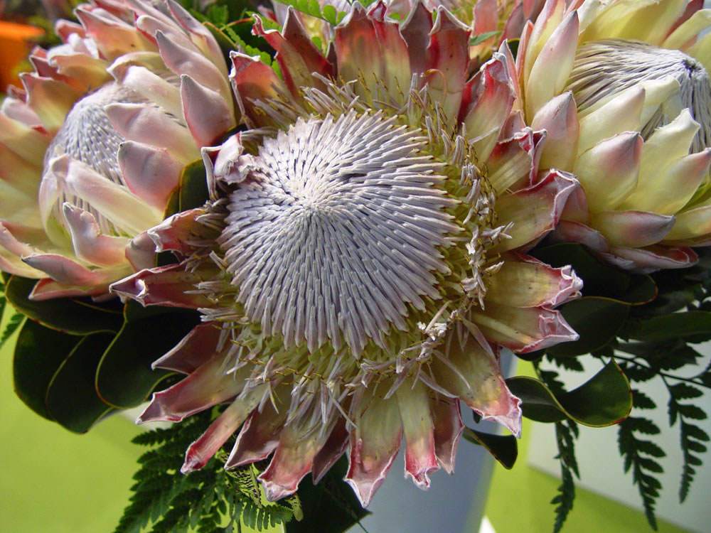 Flores de Proteas