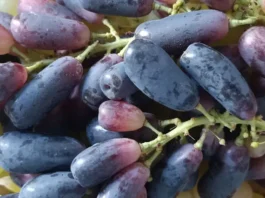 Pruina en frutos de uva