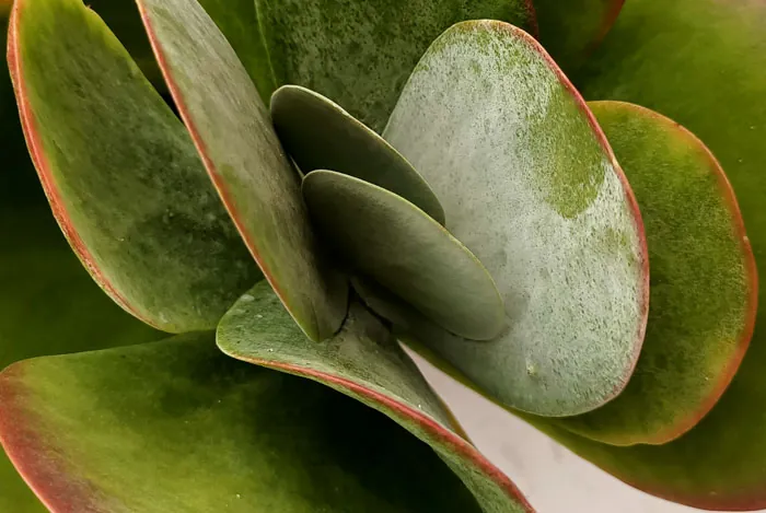 Pruina en hojas de plantas crasas Pruina en hojas de plantas crasas