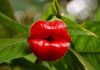 Psychotria elata