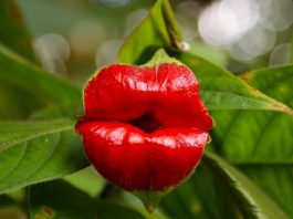 Psychotria elata