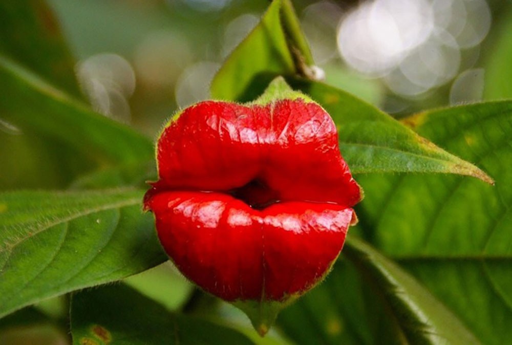 Psychotria elata, la Flor del beso | Revista de Flores, Plantas,  Jardinería, Paisajismo y Medio ambiente