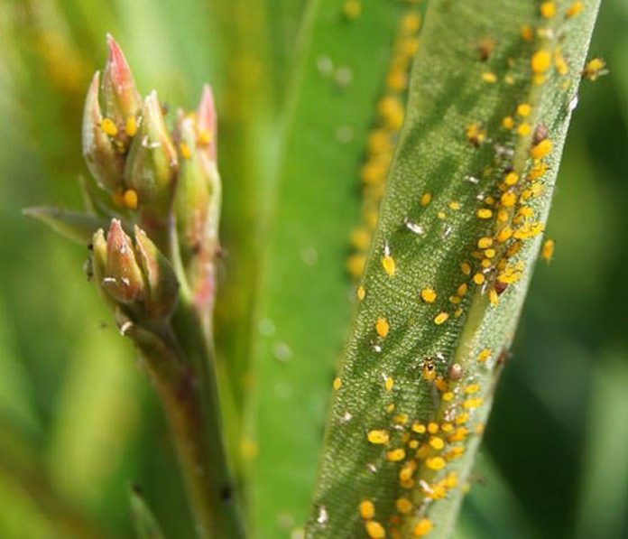 Los pulgones en las plantas | Revista de Flores, Plantas, Jardinería, Paisajismo y Medio ambiente
