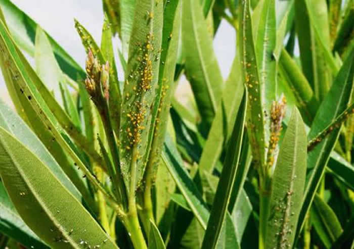 pulgones en planta