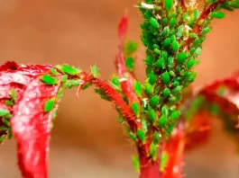 Pulgones en un brote de rosal