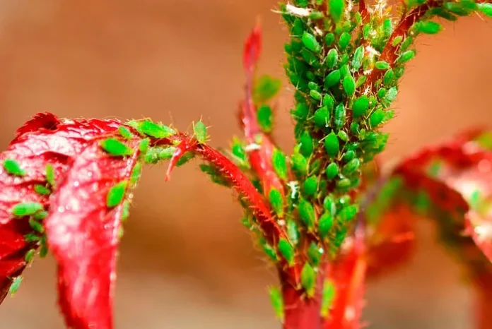 Pulgones en un brote de rosal