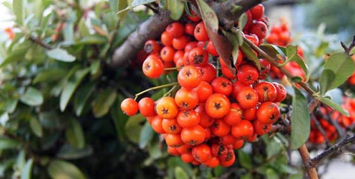 pyracantha coccinea