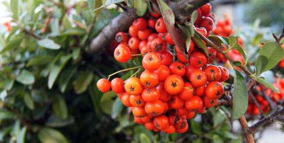 Pyracantha coccínea o espino de fuego
