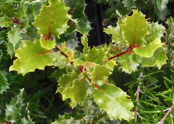 Hojas de Quercus faginea