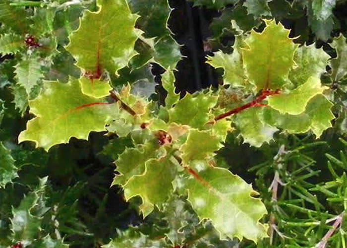 quercus faginea