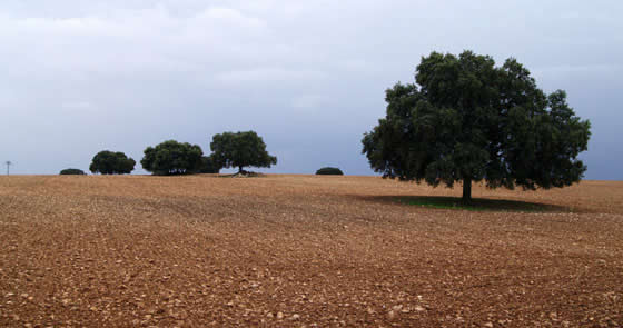 Quercus ilex