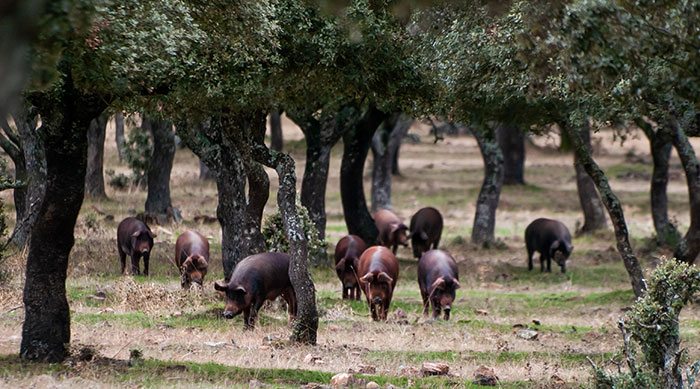 Quercus ilex en el campo