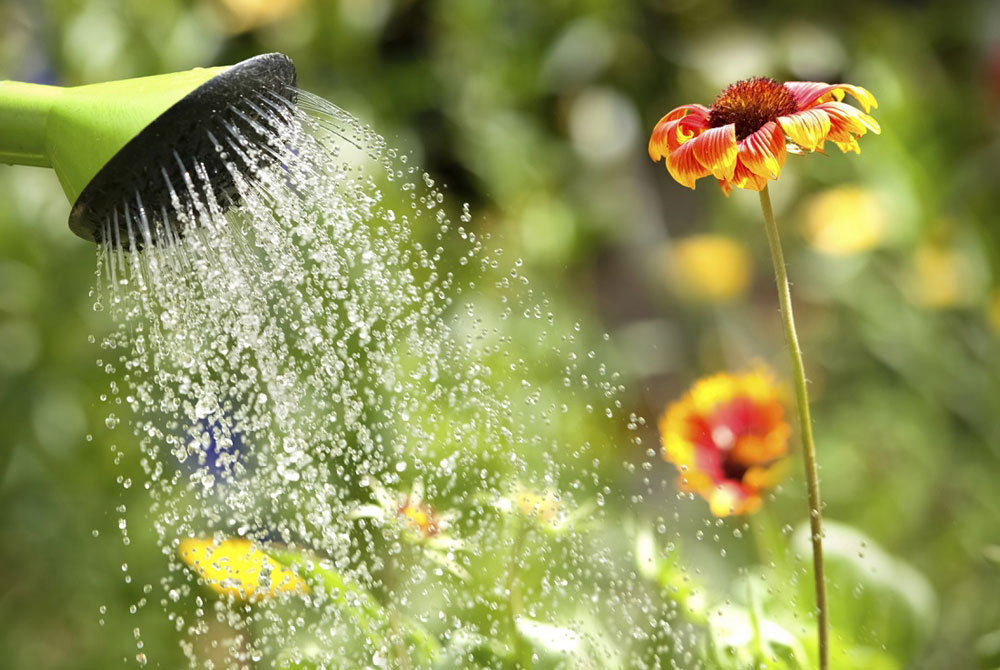 nuestra Santuario División Cómo eliminar el cloro del agua de forma efectiva | Revista de Flores,  Plantas, Jardinería, Paisajismo y Medio ambiente