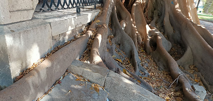 Raíces de Ficus macrophylla