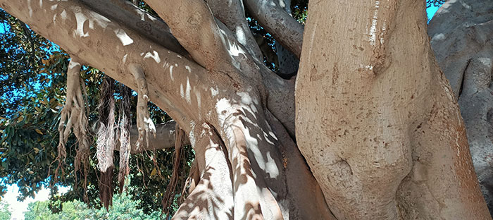 Raíces de Ficus macrophylla