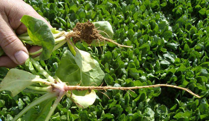 Raíces de plantas hortícolas