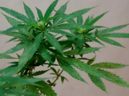 Rama de marihuana sana
