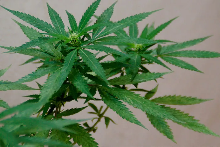 Rama de marihuana sana