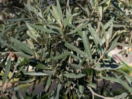 Ramas de olivo sin flores Swan Hill