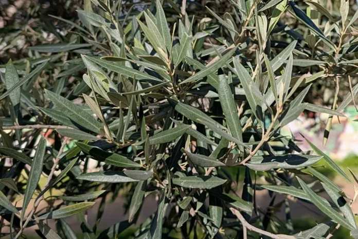 Ramas de olivo sin flores Swan Hill