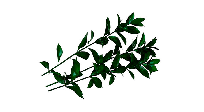 Ruscus aculeatus