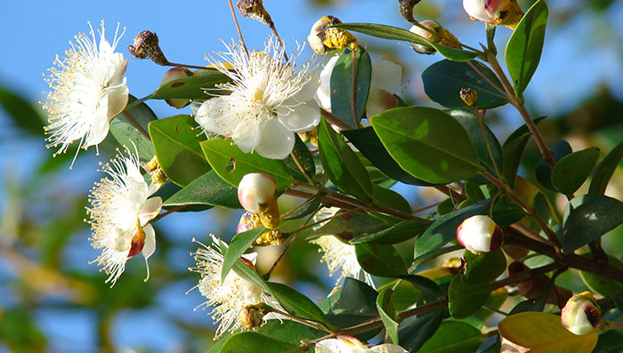 Flores de Myrtus communis